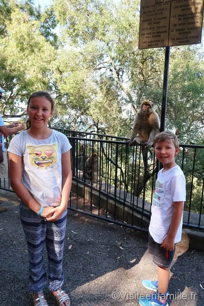 Singe Gibraltar