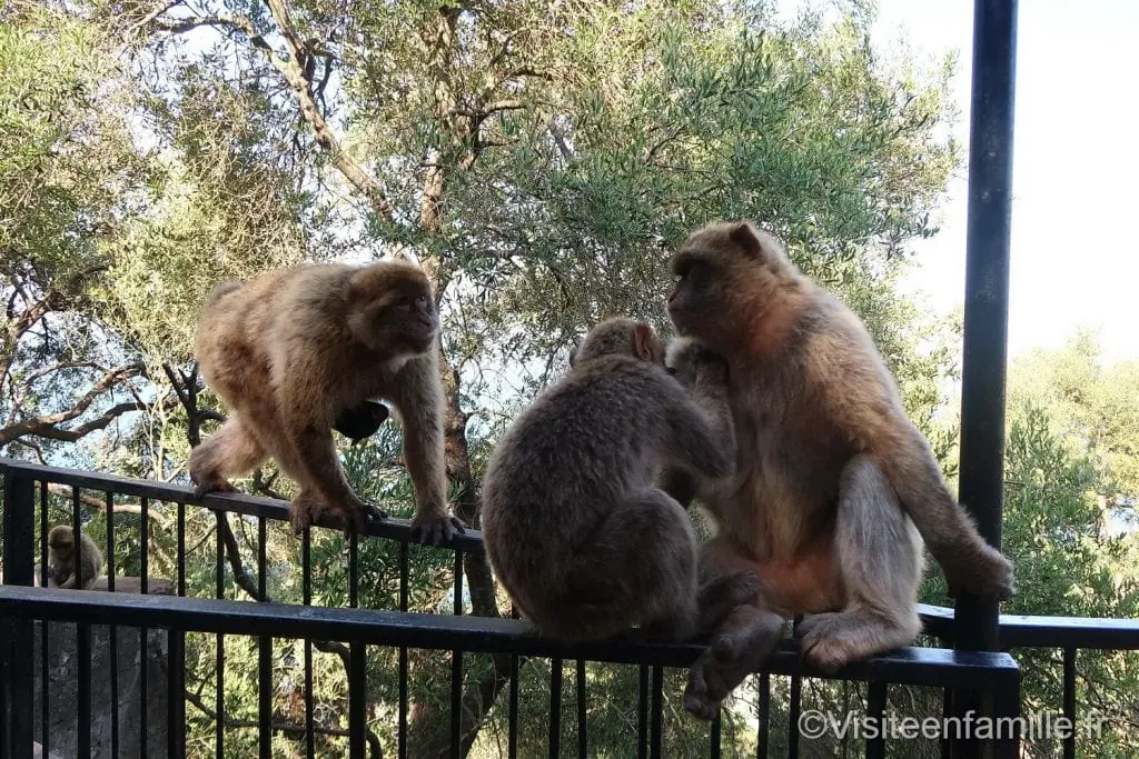 Singe Gibraltar