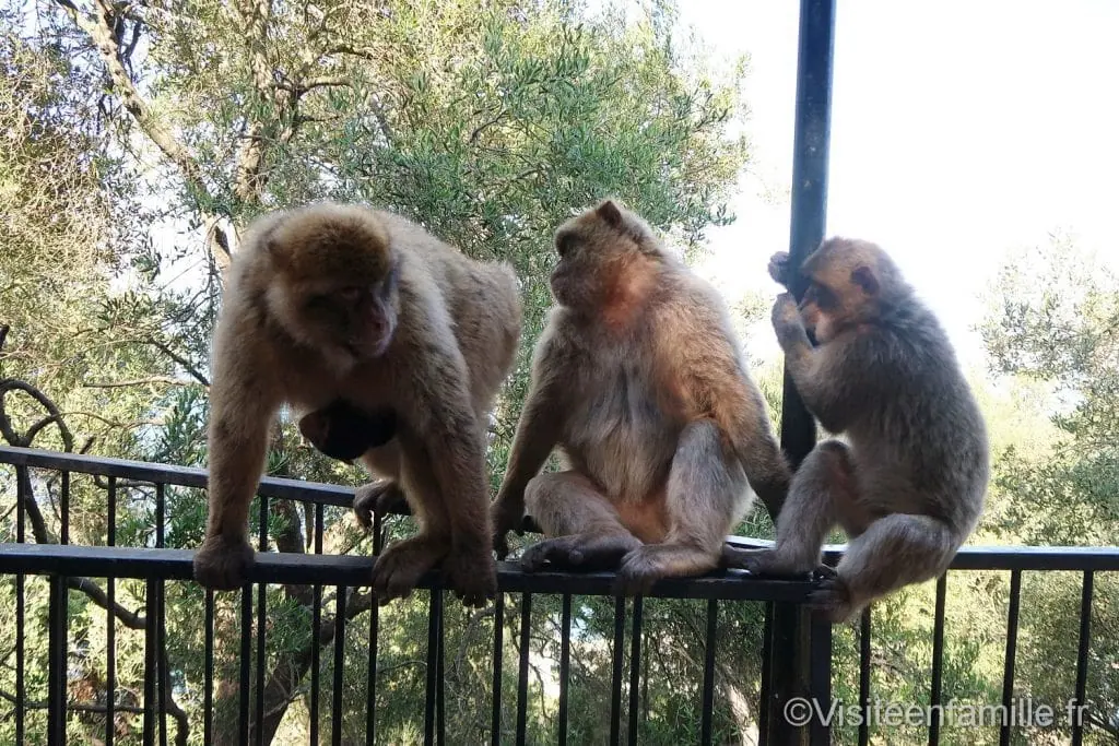 3 Singes Gibraltar