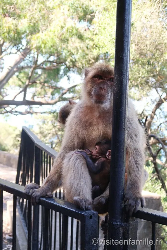 Singe Gibraltar