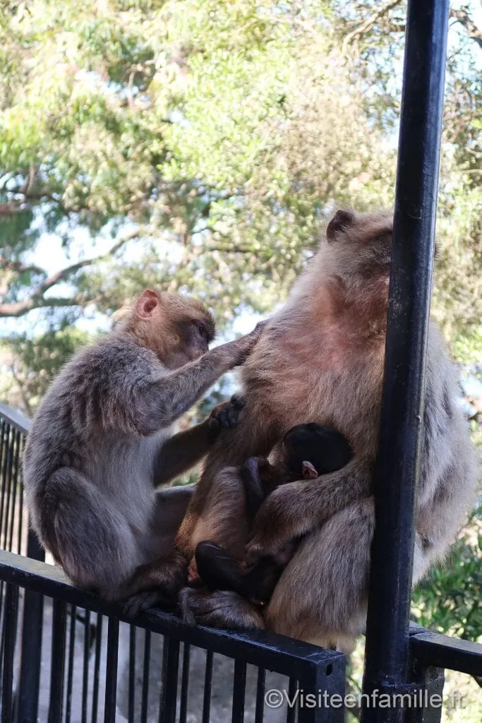 Singe Gibraltar