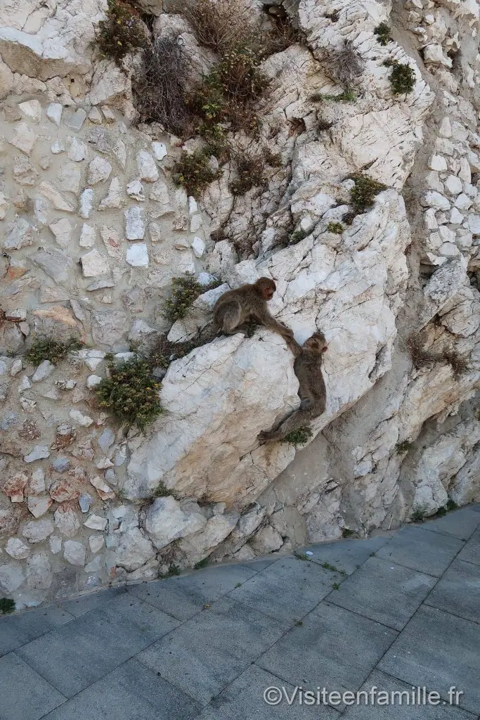 Singe Gibraltar