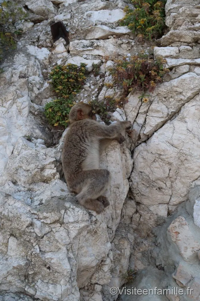 Singe Gibraltar