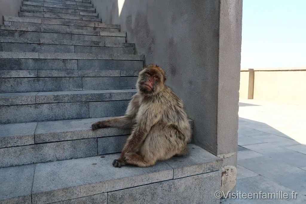 Singe Gibraltar