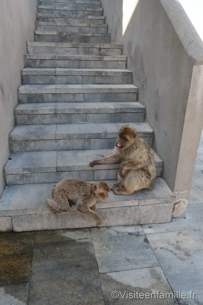 deux singes qui jouent