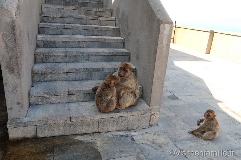 3 singes sur un escalier