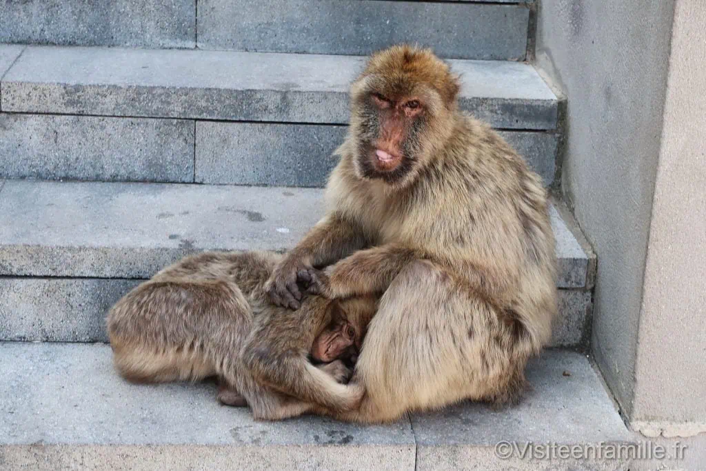 Singe Gibraltar sur un escalier