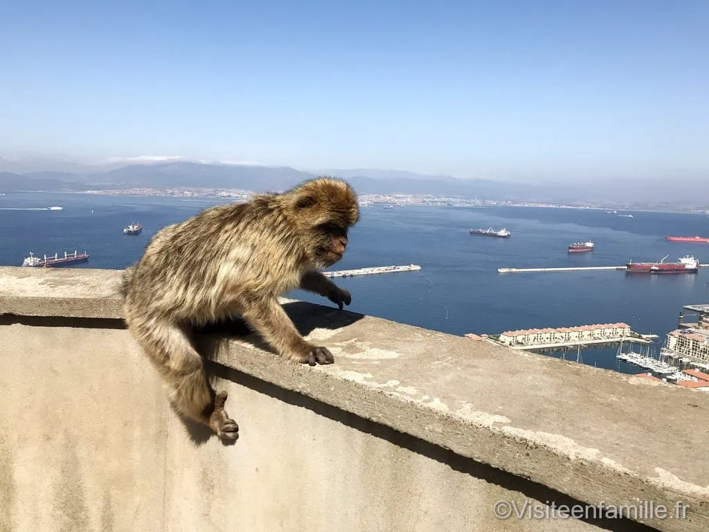 Singe Gibraltar