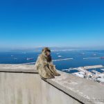 singe avec vue sur la mer à Gibraltar