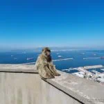 singe avec vue sur la mer à Gibraltar