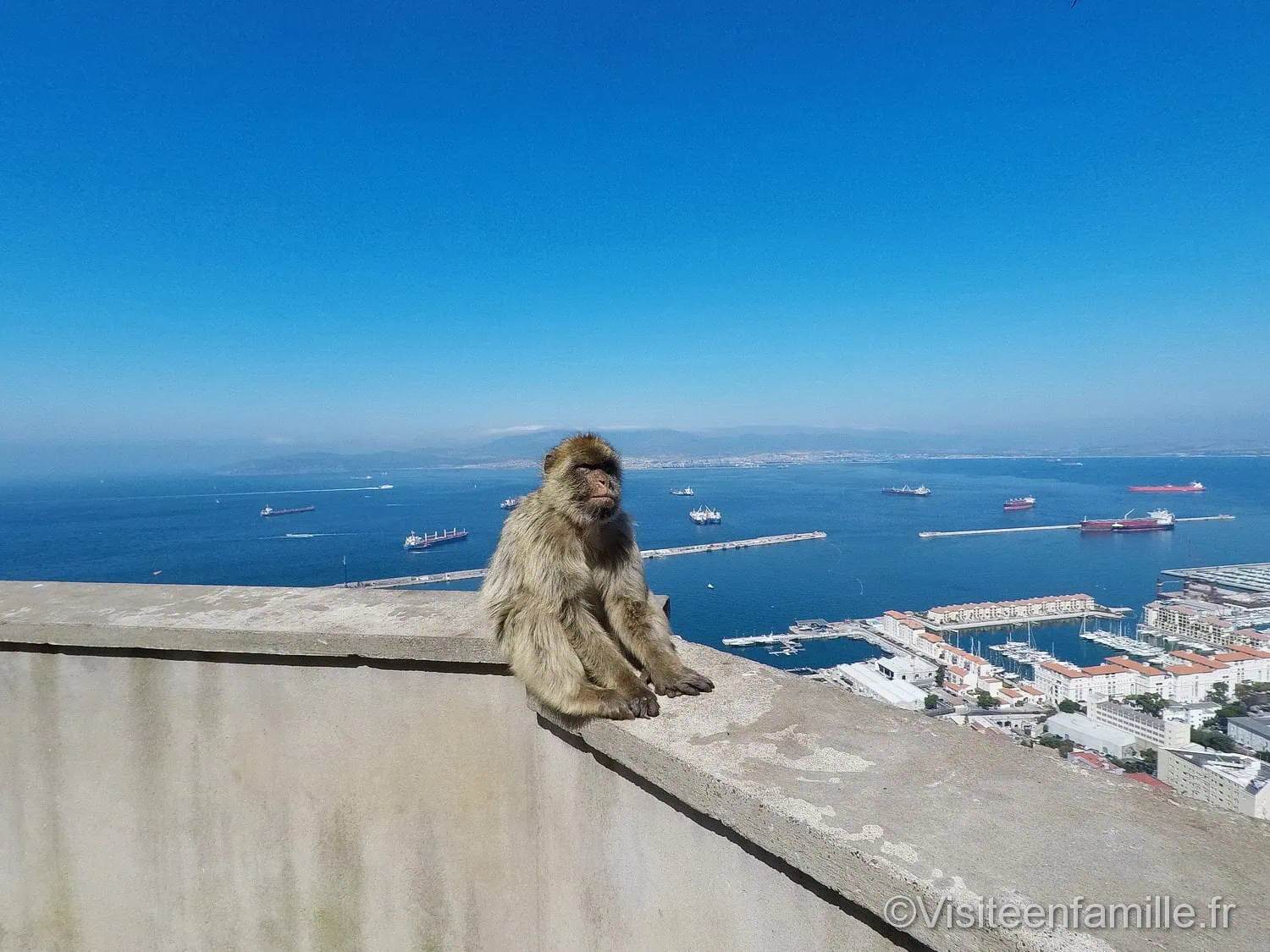 singe avec vue sur la mer à Gibraltar