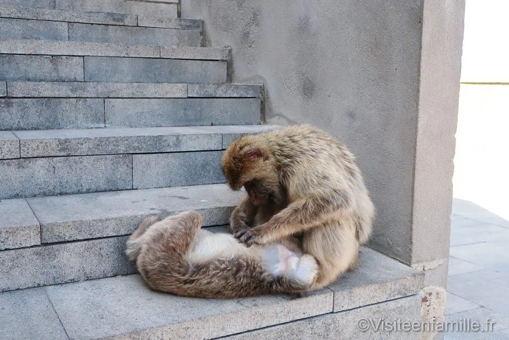 Singe Gibraltar