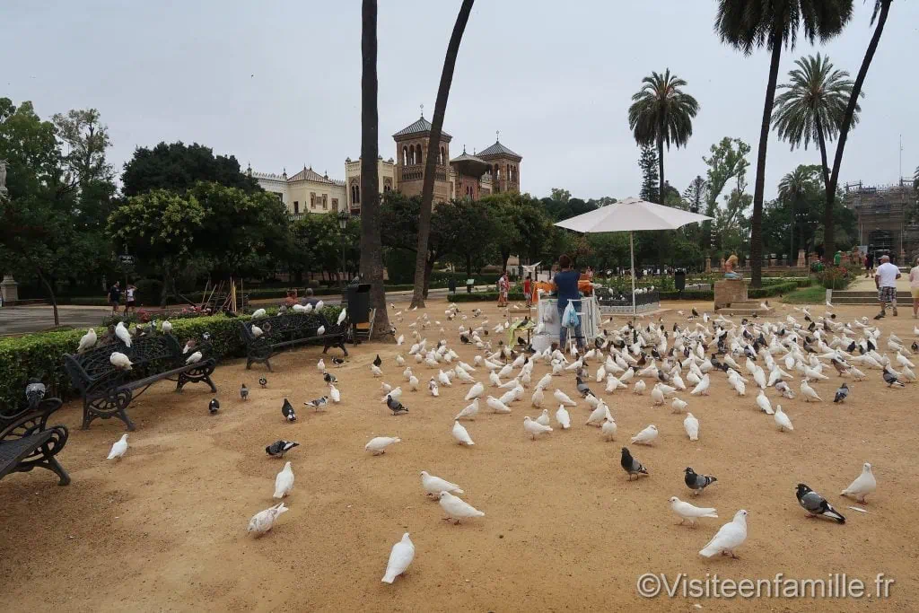 Pleins de pigeons sur la Plaza de América de Séville