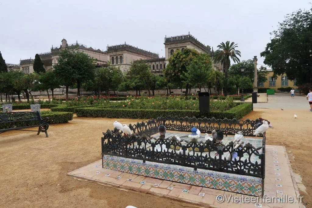 Pigeon à la Plaza de América