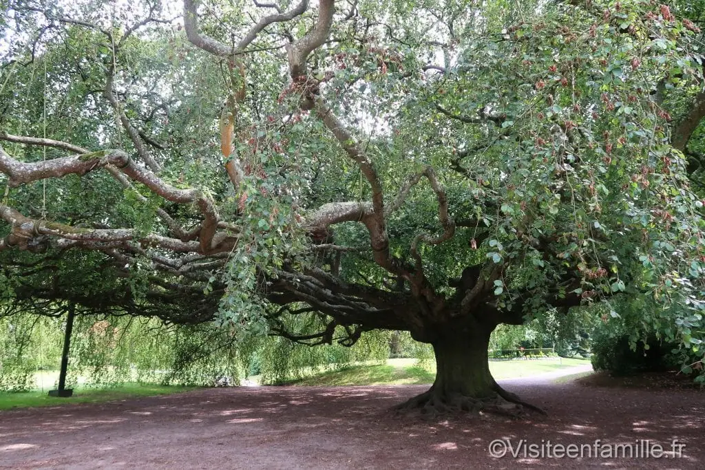 Hêtre pleureur jardin botanique Bayeux