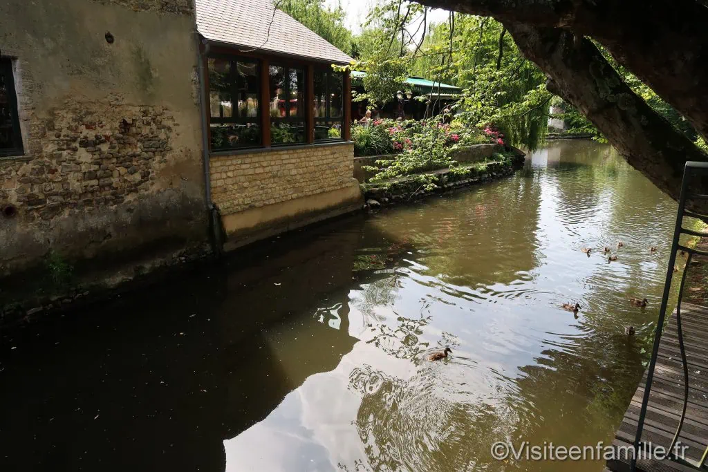 famille de canards sur la rivière de bayeux