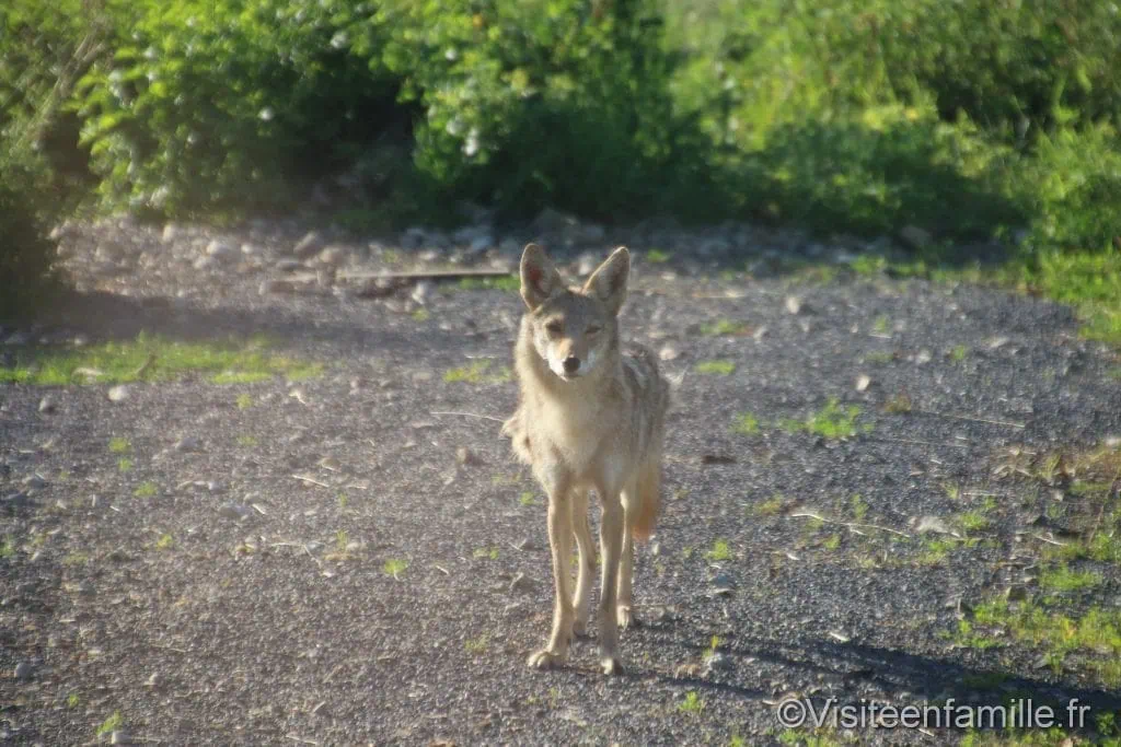 Coyote du parc sainte croix