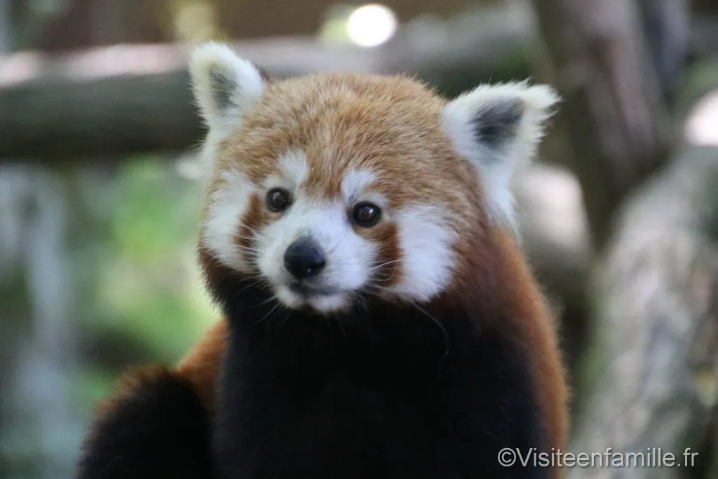 Panda roux du parc sainte croix
