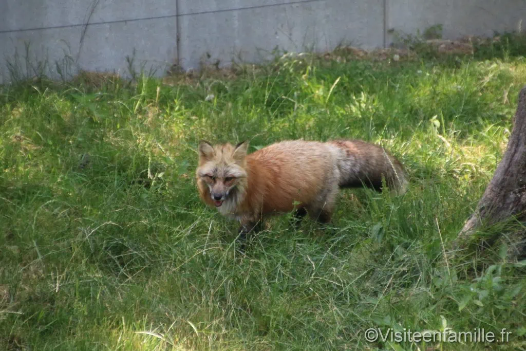 renard du parc sainte croix