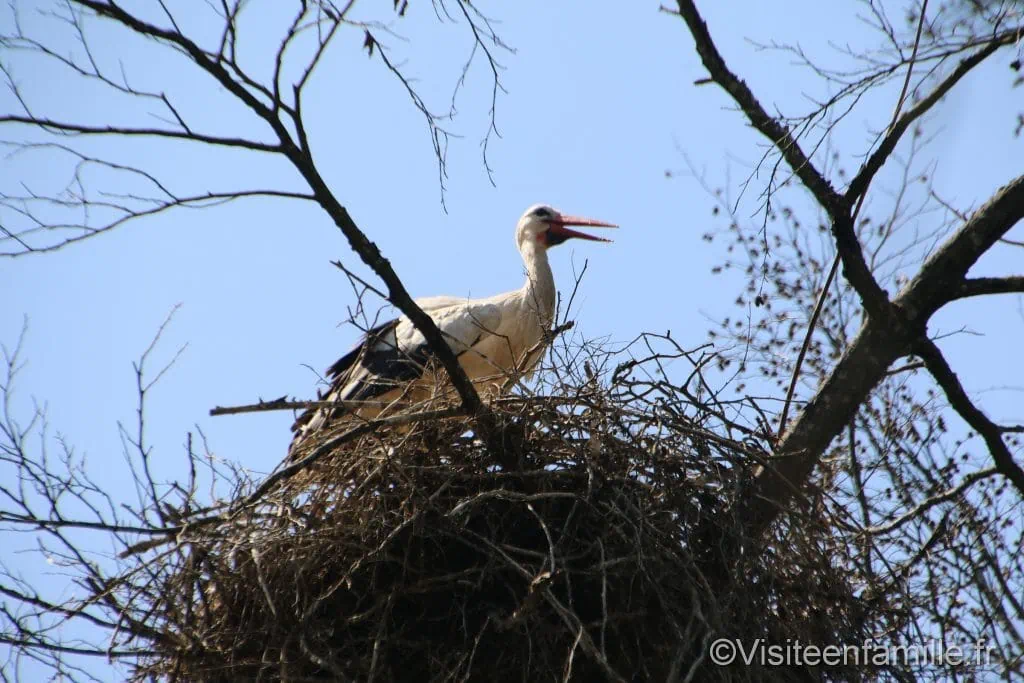 nid de cigogne du parc sainte croix