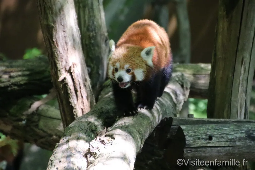 panda roux sur tronc d'arbre du parc sainte croix