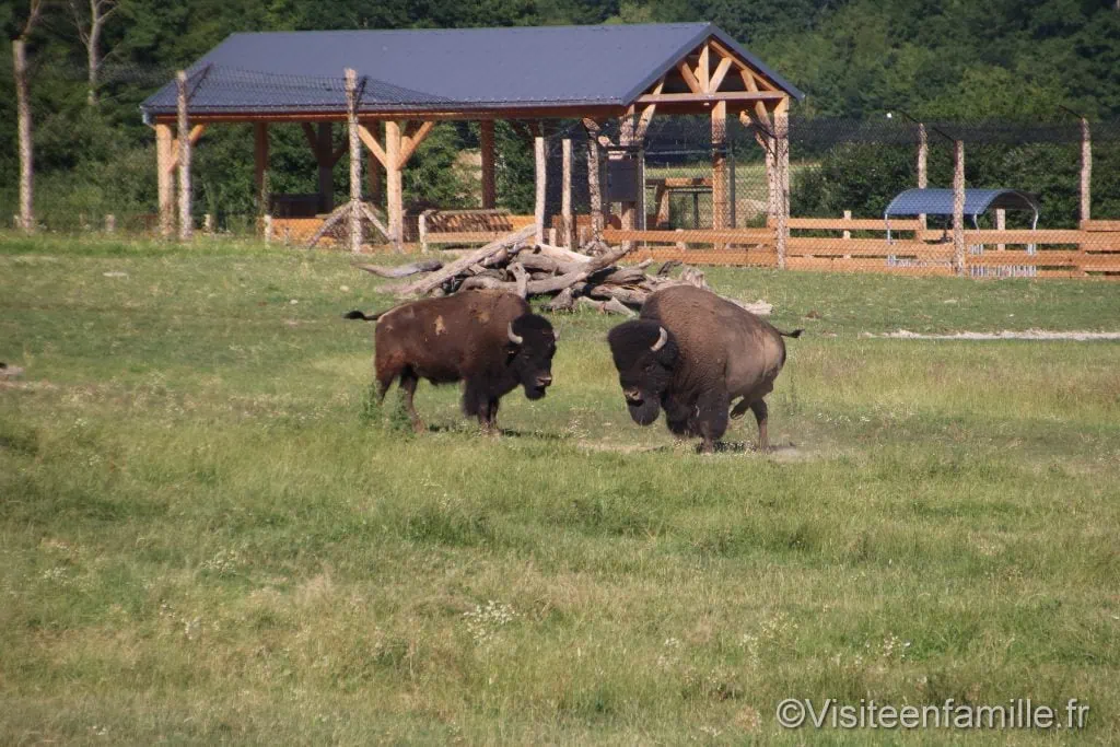bison depuis la terrasse du lodge ours noir du parc sainte croix