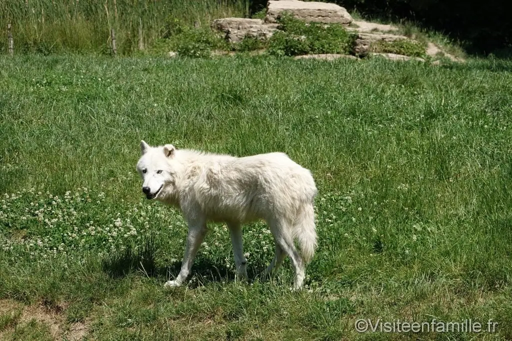 Loup blanc Comptoir du Trappeur parc sainte croix