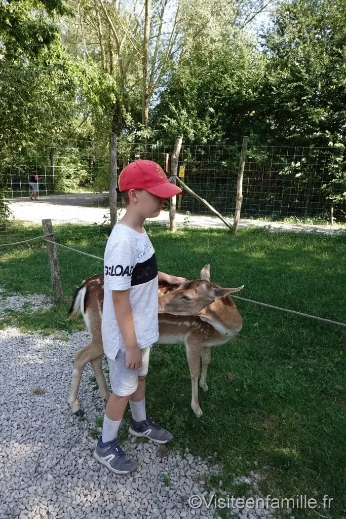 daim du parc sainte croix