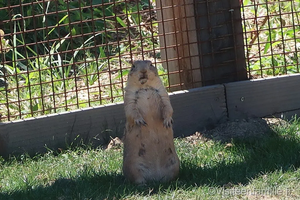 Chien de prairie sur ses pattes arrières