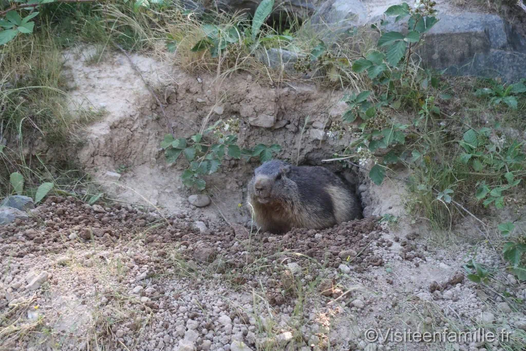 marmotte sort de son terrier du parc sainte croix