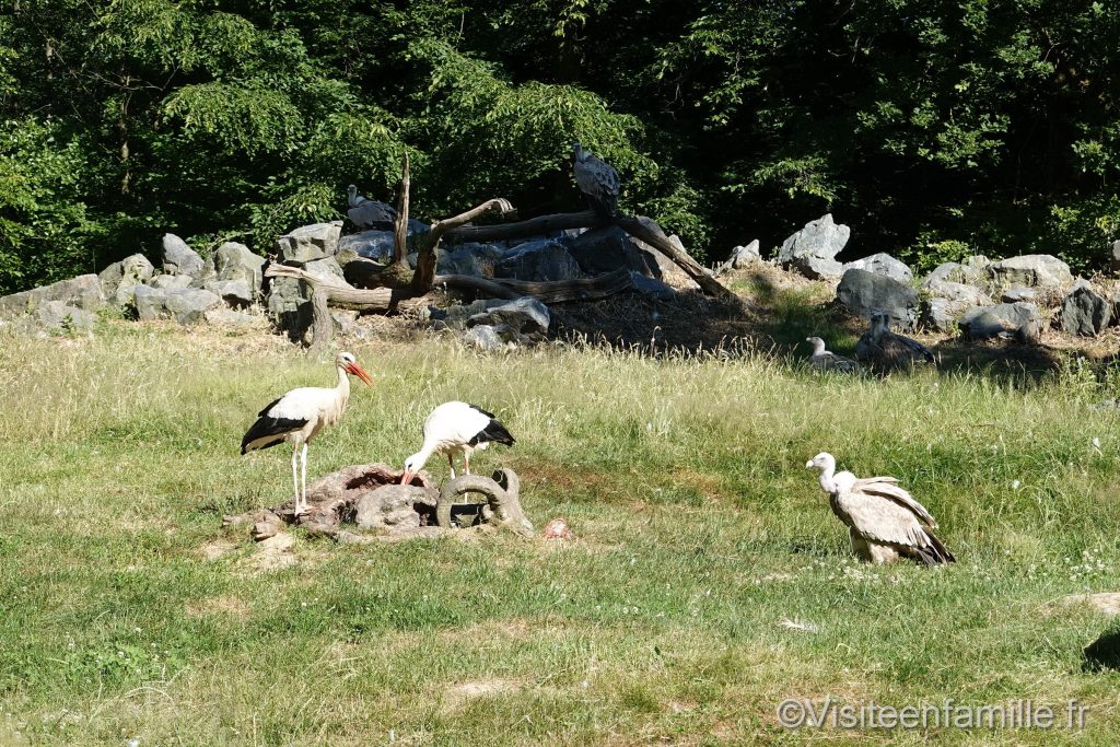 cigogne et vautour du parc sainte croix