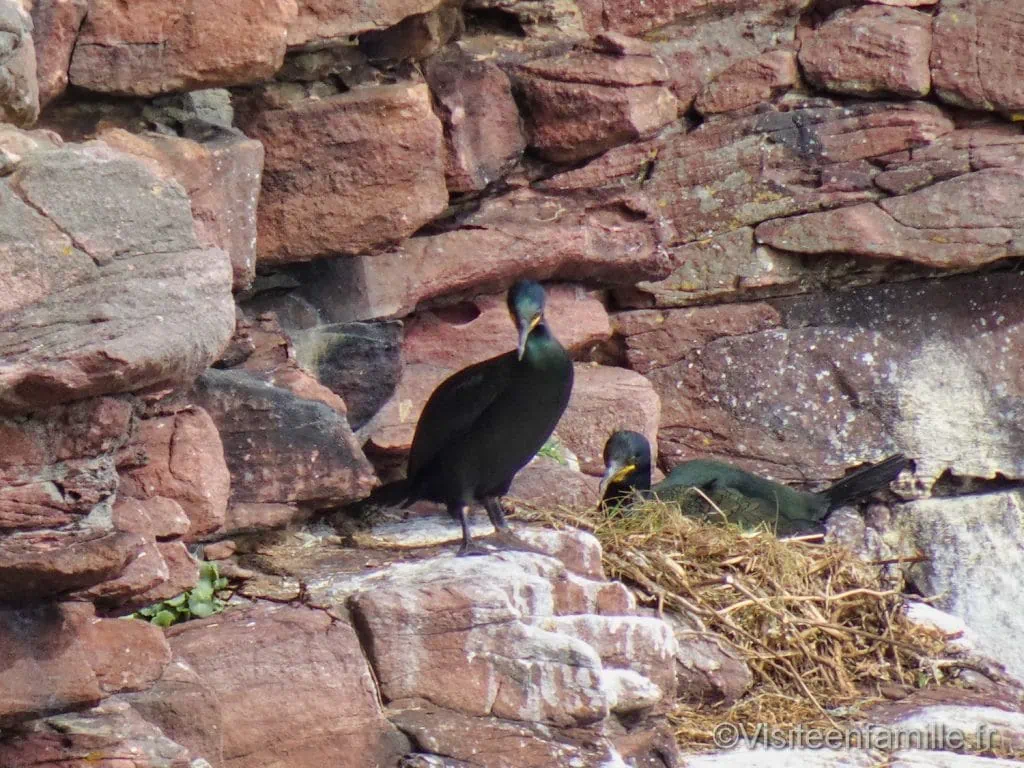 couple de cormorans huppés Cap Fréhel
