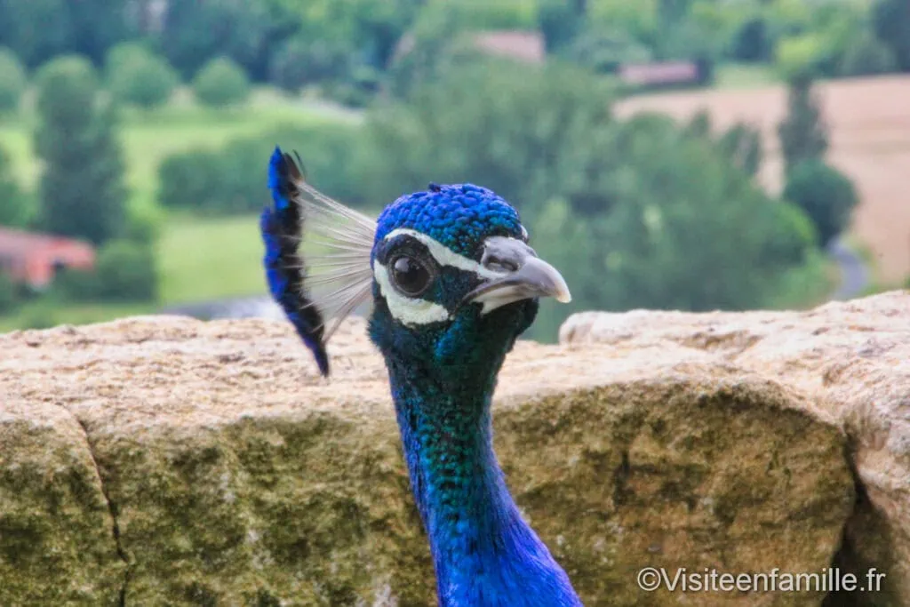Les paons des jardins de Marqueyssac