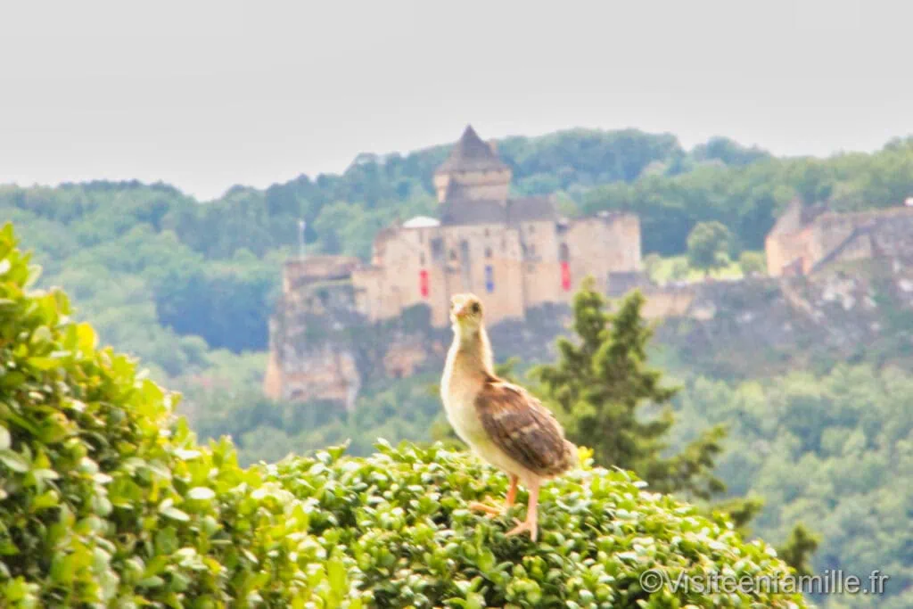 Les jardins de Marqueyssac
