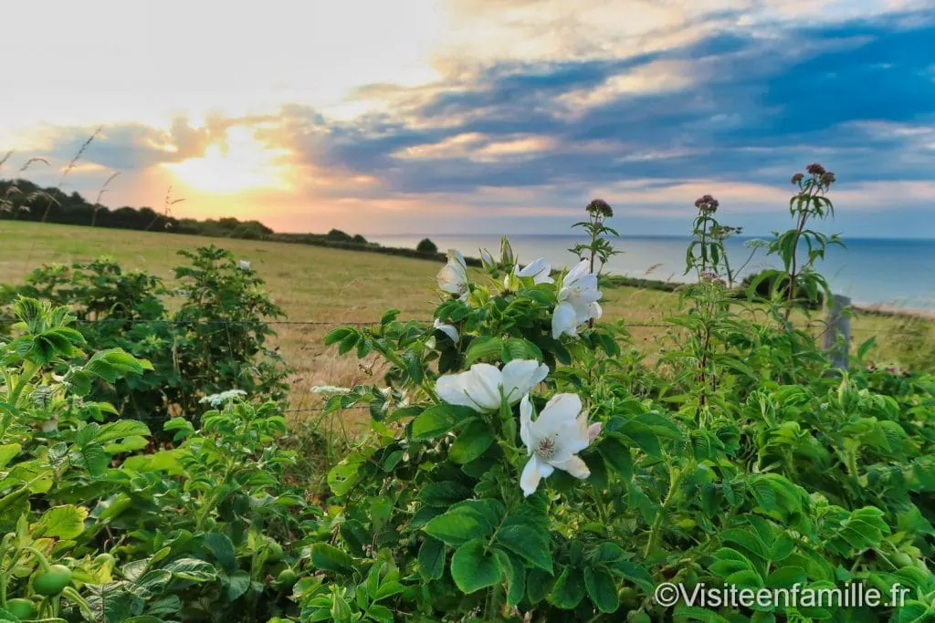 Omaha beach avec des fleurs