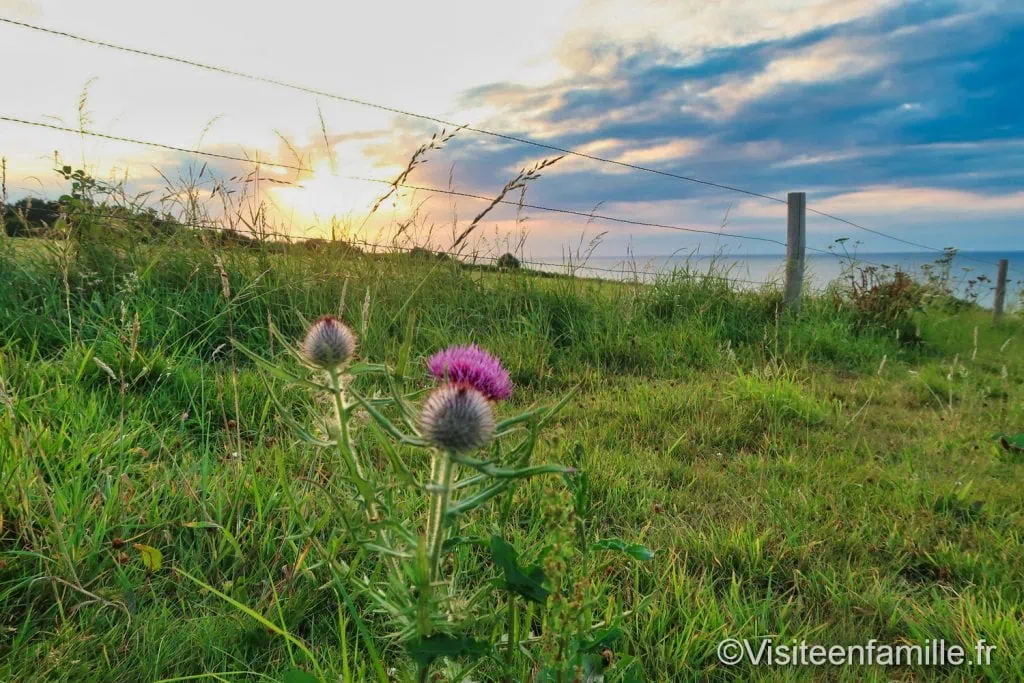 fleur à Omaha beach