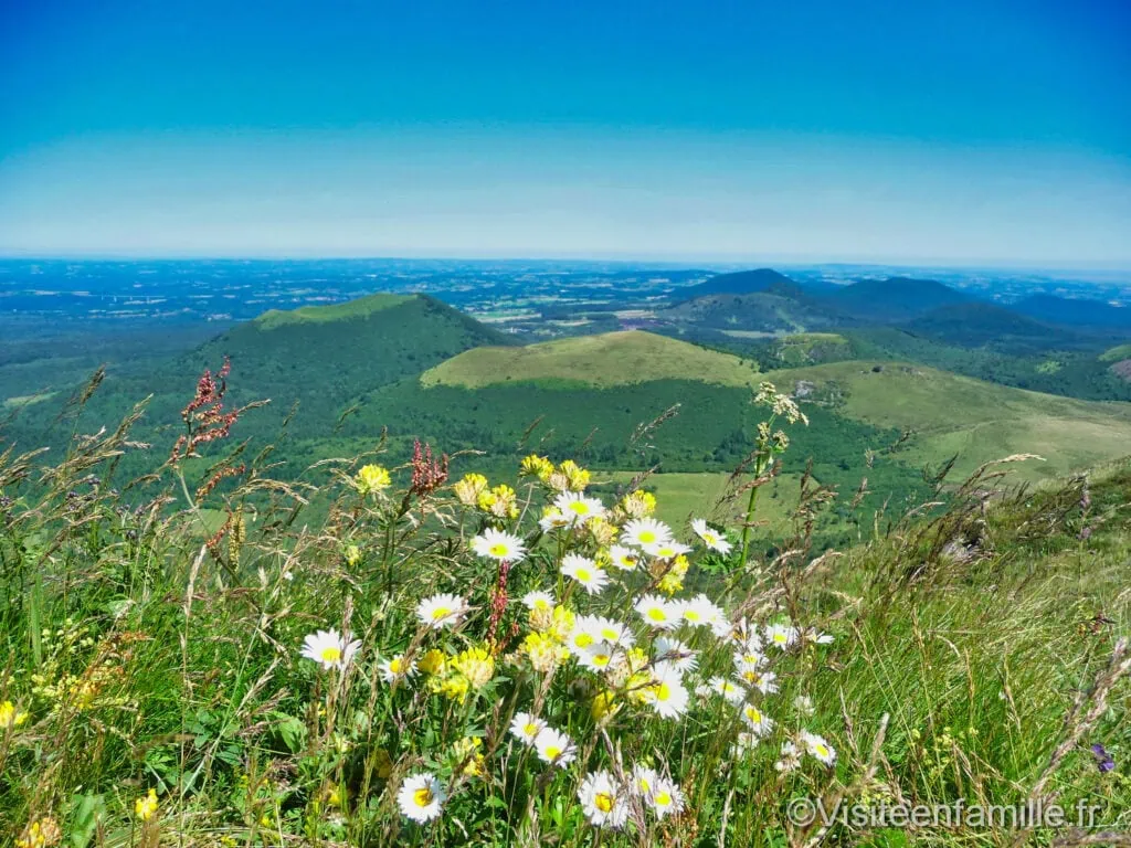 Fleurs au Puy de Dôme