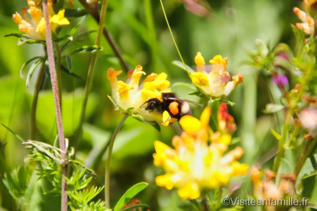 Abeille sur une fleur au Puy de Dôme