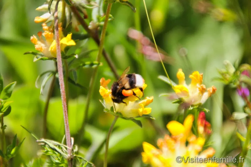 Abeille au Puy de Dôme