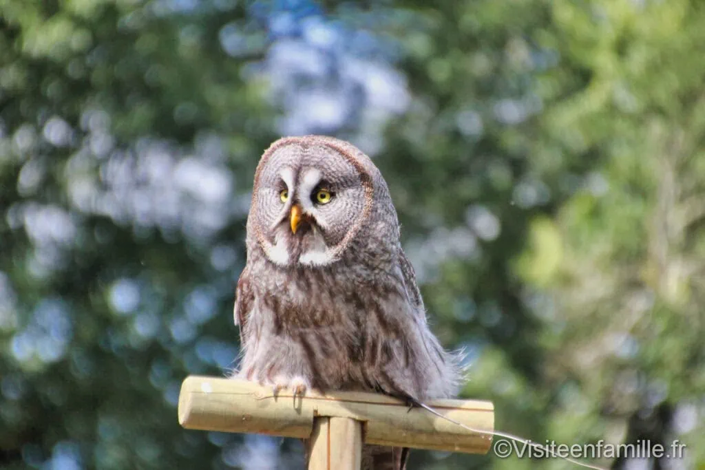 Rapaces du château des Milandes