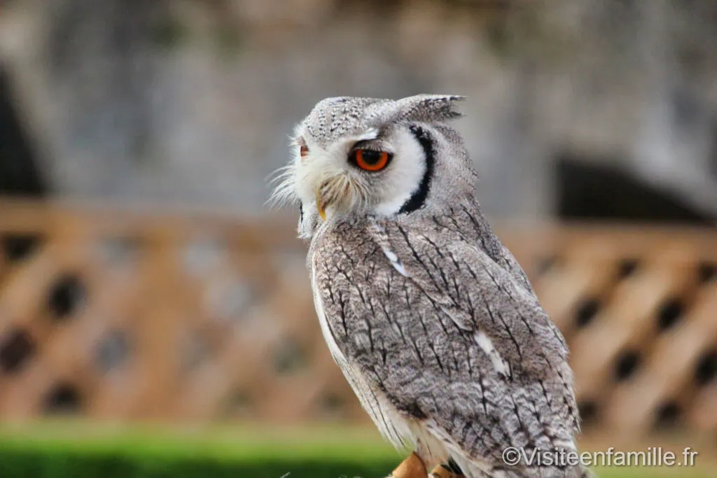 Rapaces du château des Milandes