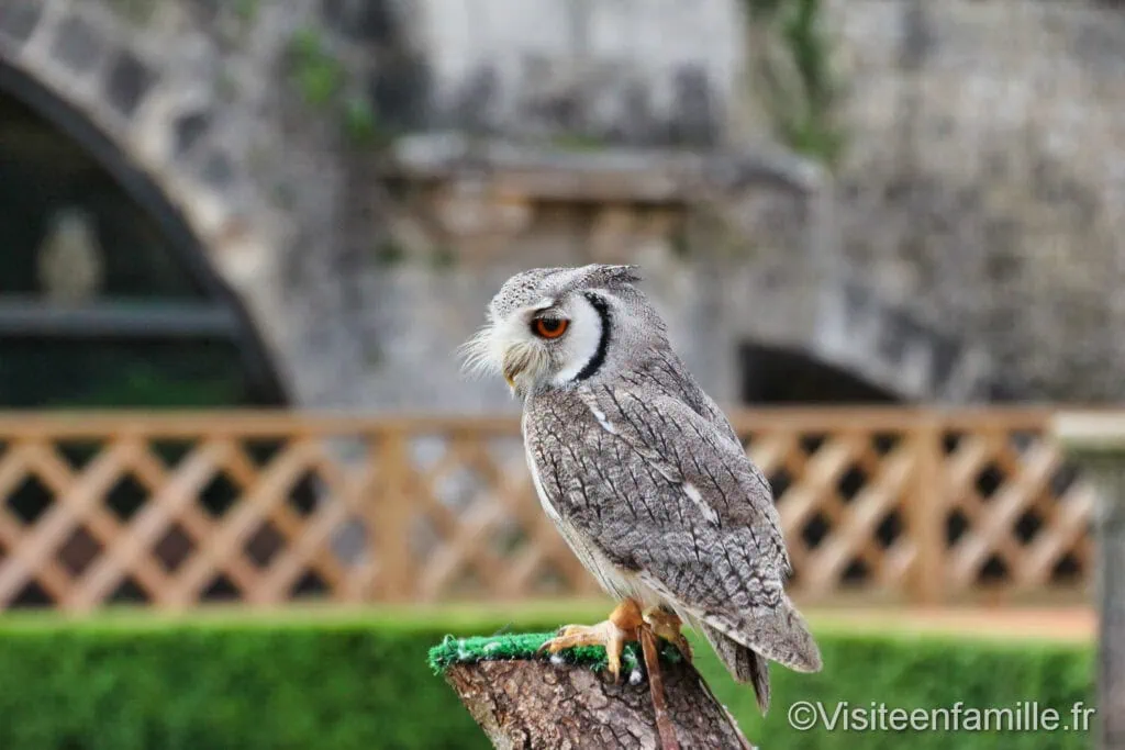 Rapaces du château des Milandes