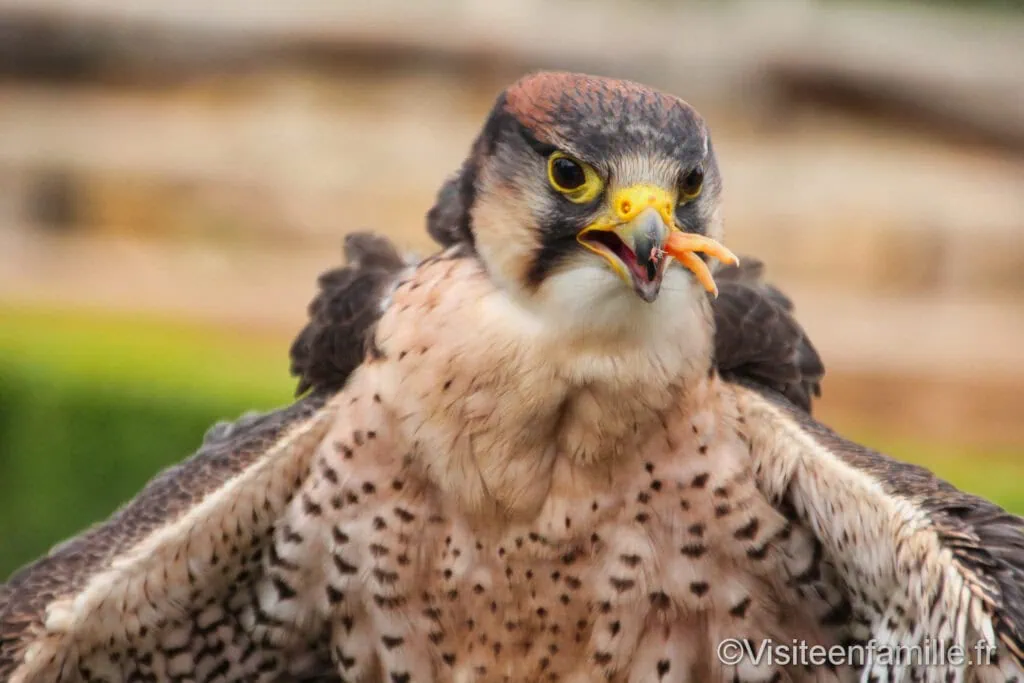 Rapaces du château des Milandes