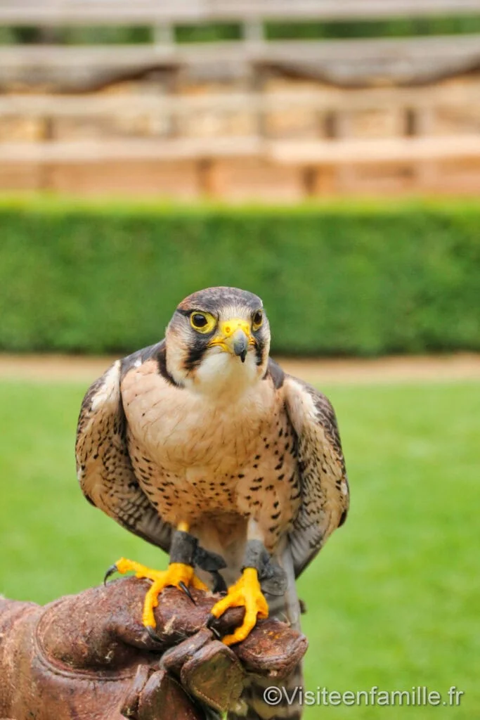 Rapaces du château des Milandes