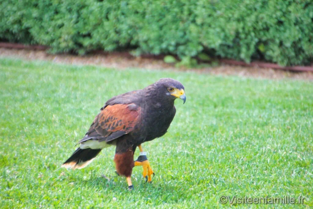 Rapaces du château des Milandes