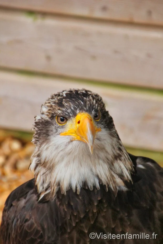 Rapaces du château des Milandes