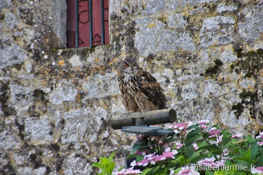 Rapaces du château des Milandes