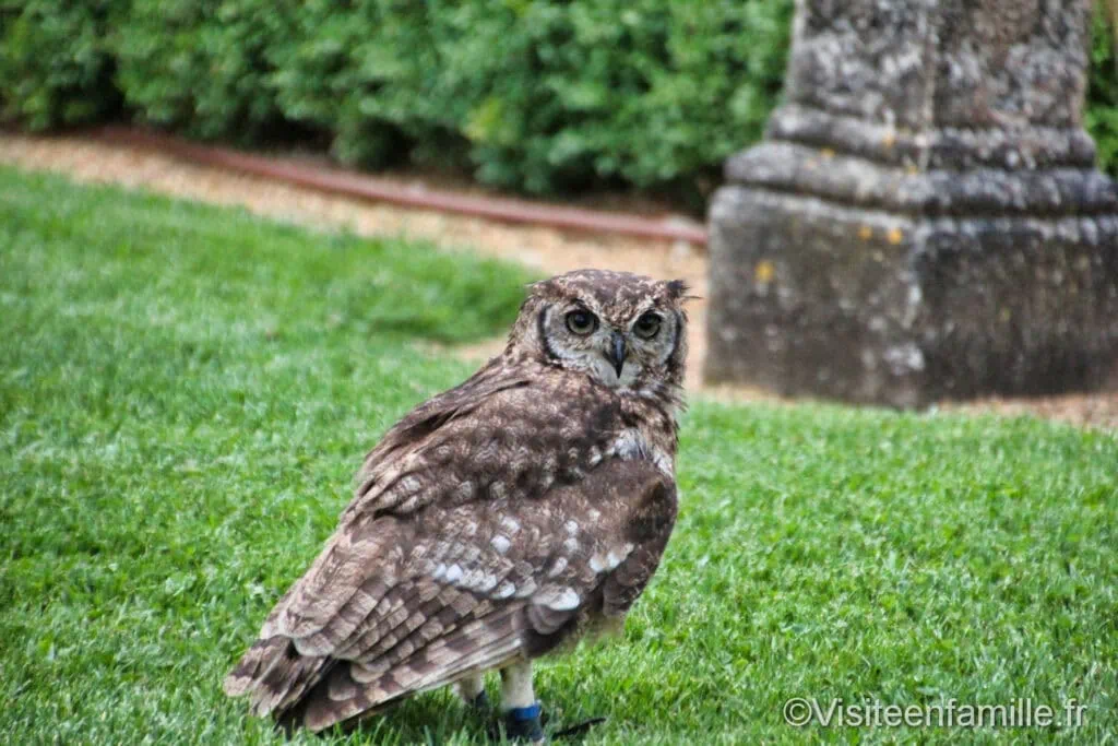 Rapaces du château des Milandes
