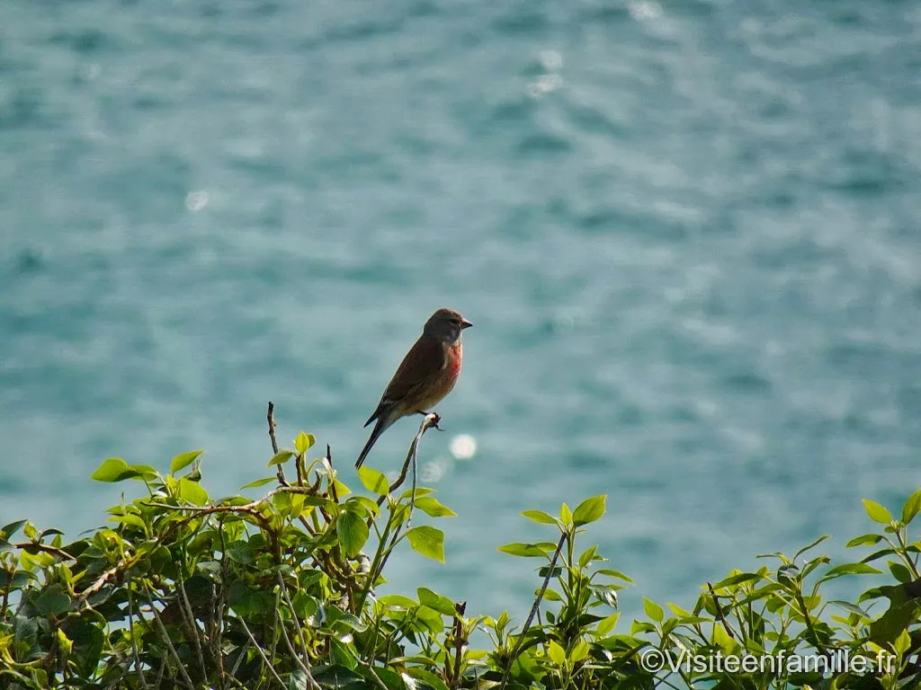Pointe du Grouin