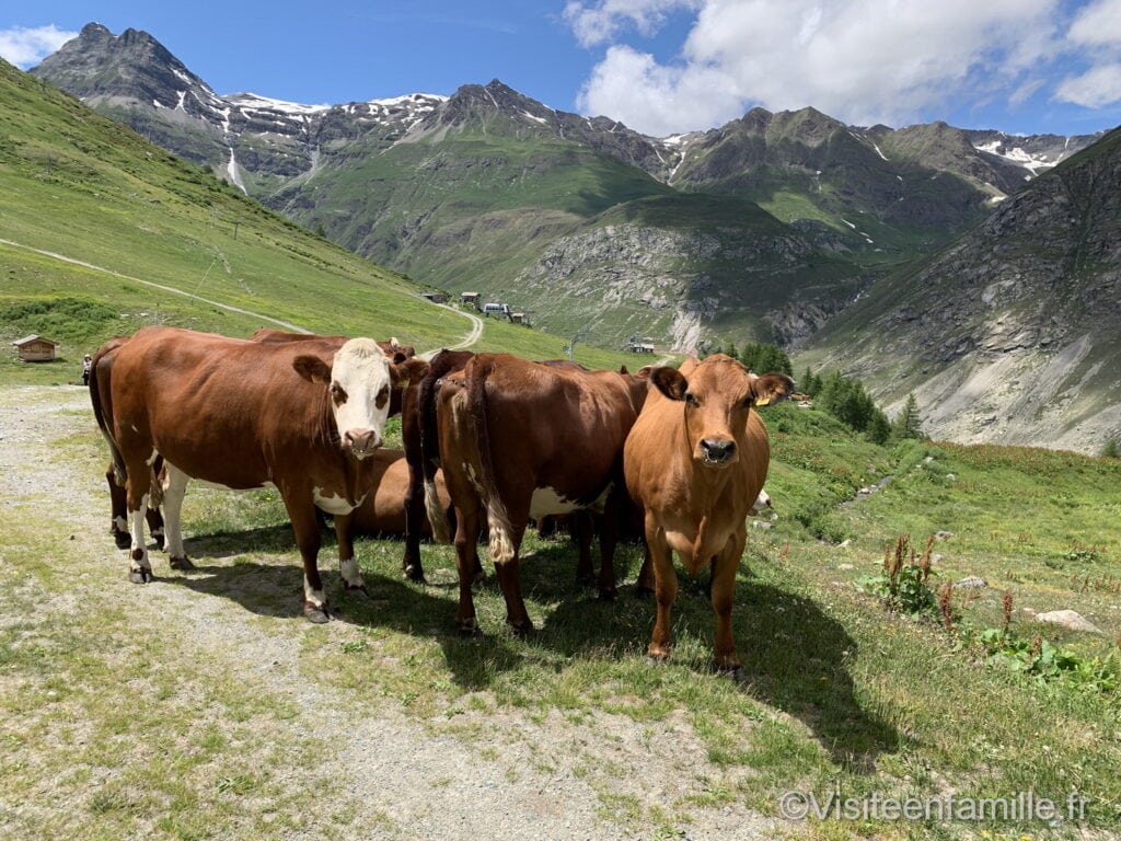 vache sur le trajet du village de l’Ecot
